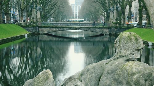 Reflection of trees in water