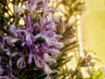 Close-up of purple flowering plant