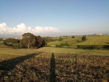 Scenic view of agricultural field against sky