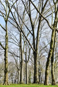 Low angle view of bare trees in forest