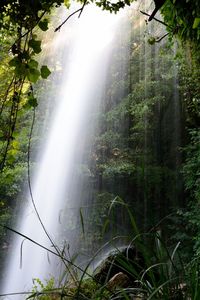 Low angle view of waterfall in forest