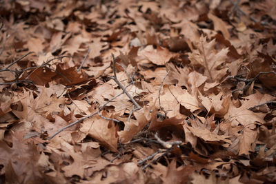 Full frame shot of dry fallen leaves