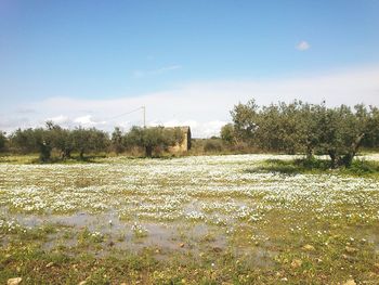 Scenic view of landscape against blue sky