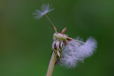 Close-up of dandelion on plant