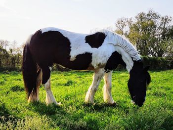 Horse grazing in a field