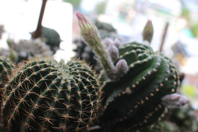 Close-up of succulent plant