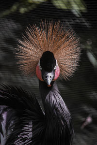 Close-up portrait of crowned crane