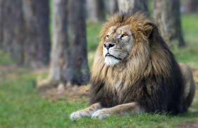 Lion laying on the grass and enjoying the warm sun light.