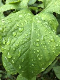Close-up of wet plant leaves during rainy season