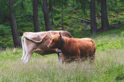 Horse in a field