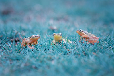 Close-up of frogs on grassy field