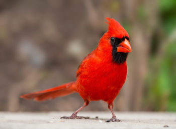 Close-up of a bird