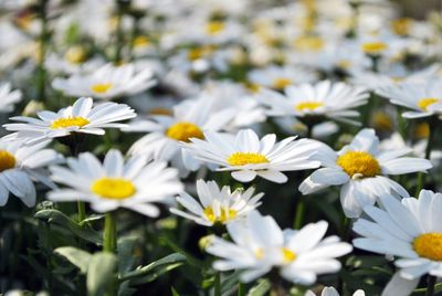 Close-up of white flowers blooming outdoors