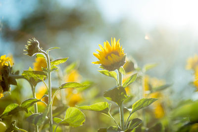 Close-up of yellow flowering plant on field