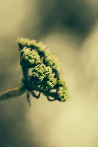Close-up of plant