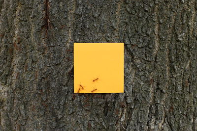 Close-up of ants on yellow adhesive note stuck to tree