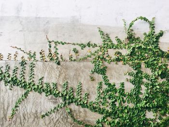 Directly above shot of ivy on wall