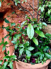 Close-up of ivy growing on potted plant against wall