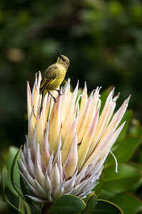 Close-up of bird perching on plant