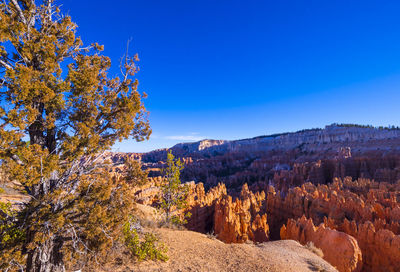 Scenic view of trees against clear blue sky