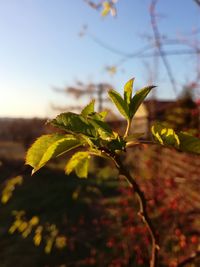 Close-up of plant against sky