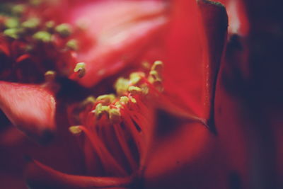 Close-up of red flower