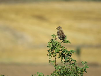 Bird perching on a plant