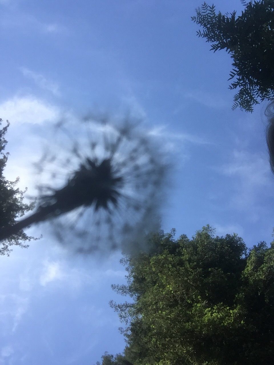 growth, low angle view, flower, sky, tree, beauty in nature, fragility, nature, freshness, dandelion, cloud - sky, flower head, single flower, day, cloud, blue, plant, outdoors, no people, tranquility