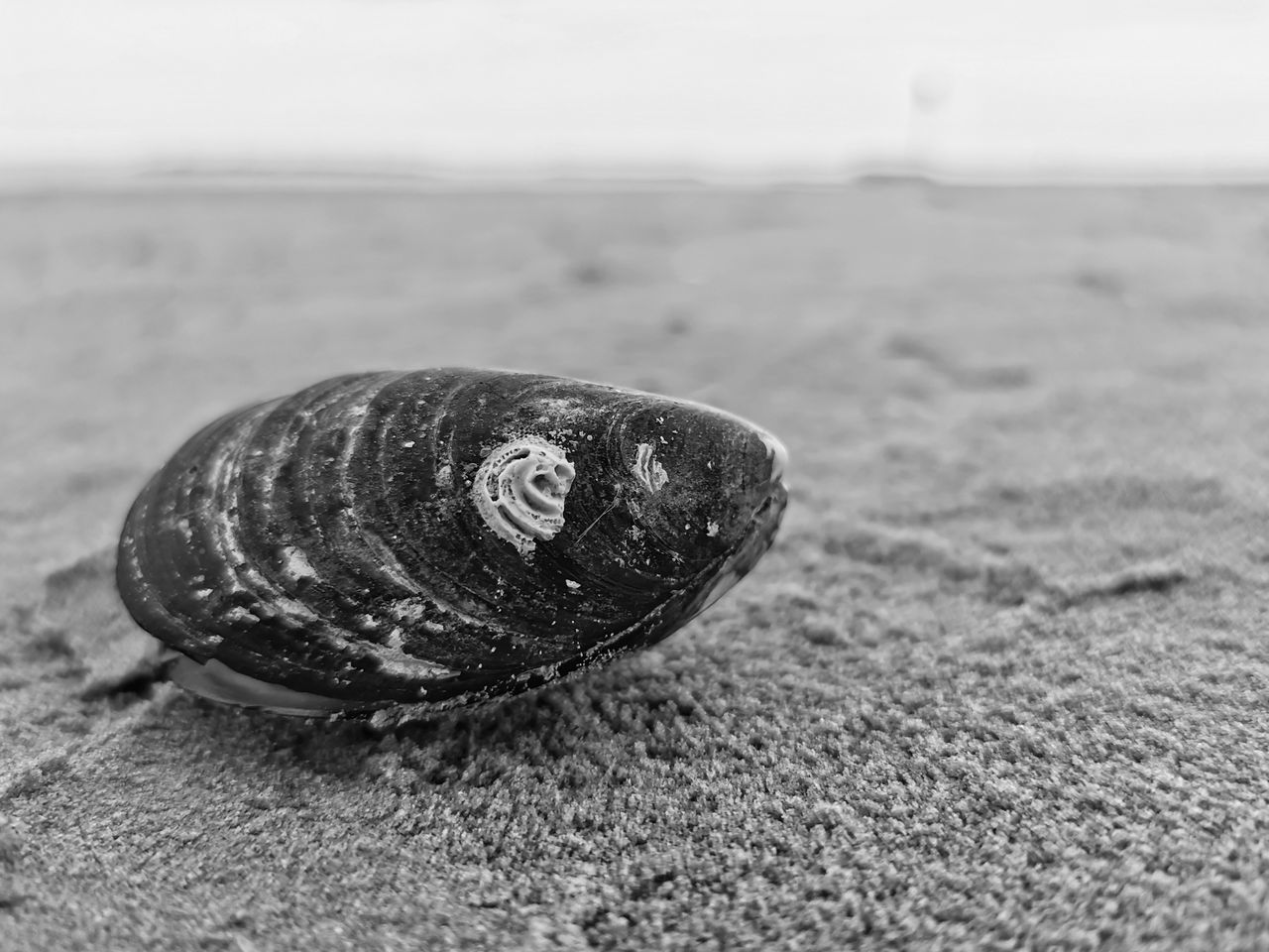 CLOSE-UP OF SNAIL ON THE BEACH