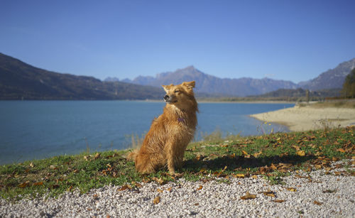 Dog sitting on lakeshore