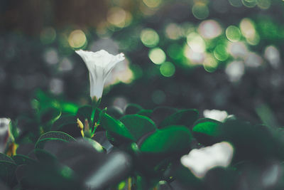 Close-up of white flowering plant