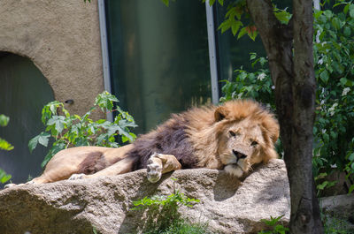 Cat relaxing on rock