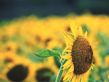 Close-up of sunflower