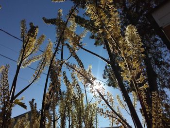 Low angle view of flower trees against clear sky