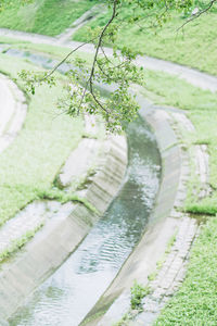 Close-up of plants by footpath