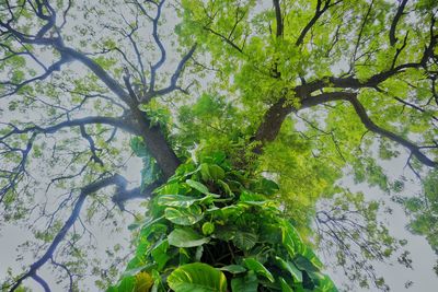 Low angle view of tree against sky