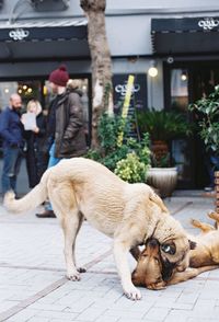 Dog on footpath in city