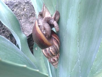 Close-up of snail on plant