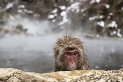 Snow monkeys in hot spring water, japan