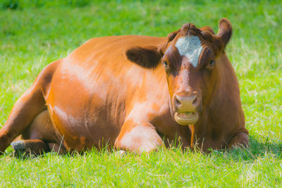 Dog relaxing on grassy field