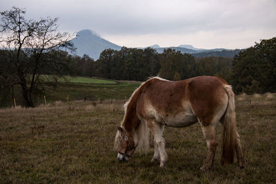 Horse standing in a field