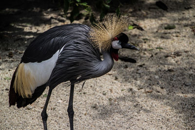 Close-up of grey crowned crane