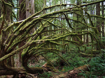 Trees growing in forest