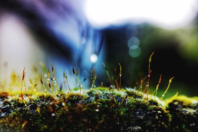 Close-up of grass growing on field