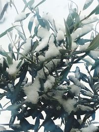 Close-up of cactus plant against sky