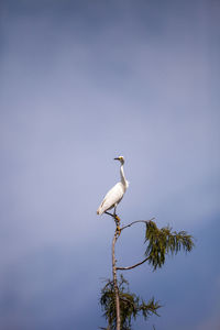 White snowy egret egretta thula bird perches at the very top of a cypress tree in the swamp