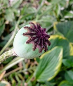 Close-up of purple flowering plant