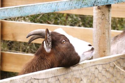 Close-up of goat in pen