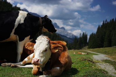 Cow in a field on the dolomites