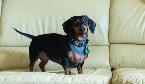 Dog sitting on sofa at home